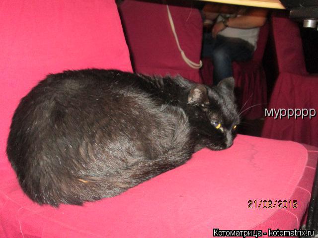 муррррр... Котоматрица: муррррр