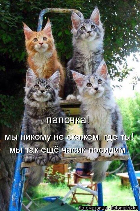 мы никому не скажем, где ты! мы так ещё часик посидим! папочка!... Котоматрица: мы никому не скажем, где ты! мы так ещё часик посидим! папочка!