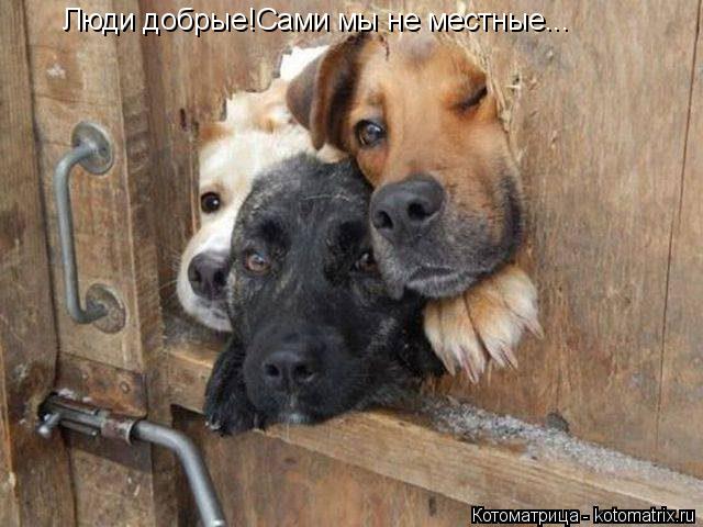 Люди добрые!Сами мы не местные...... Котоматрица: Люди добрые!Сами мы не местные...