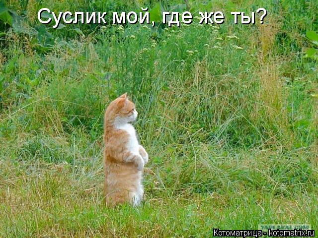 Суслик мой, где же ты?... Котоматрица: Суслик мой, где же ты?