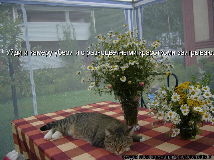 Уйди и камеру убери я с разноцветными красоткоми заигрываю.... Котоматрица: Уйди и камеру убери я с разноцветными красоткоми заигрываю.