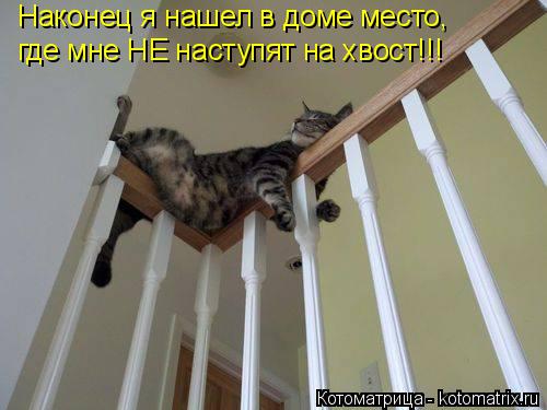 Наконец я нашел в доме место, где мне НЕ наступят на хвост!!!... Котоматрица: Наконец я нашел в доме место, где мне НЕ наступят на хвост!!!