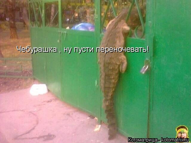 Чебурашка , ну пусти переночевать!... Котоматрица: Чебурашка , ну пусти переночевать!