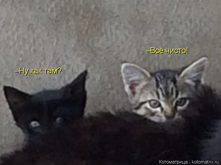 –Ну как там? –Всё чисто!... Котоматрица: –Ну как там? –Всё чисто!