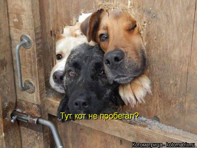 Тут кот не пробегал? Тут кот не пробегал?... Котоматрица: Тут кот не пробегал? Тут кот не пробегал?