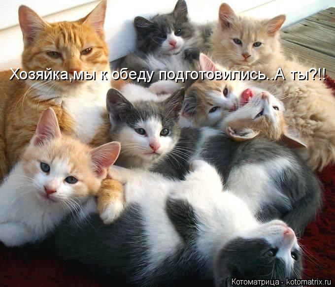 Хозяйка,мы к обеду подготовились..А ты?!!... Котоматрица: Хозяйка,мы к обеду подготовились..А ты?!!
