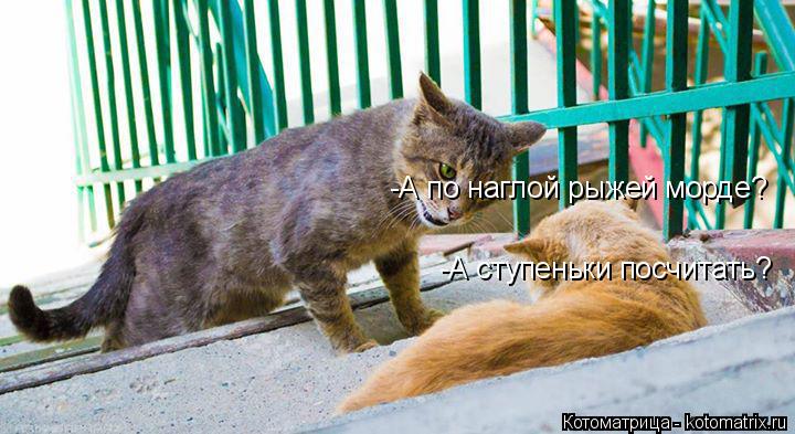 -А по наглой рыжей морде? -А ступеньки посчитать?... Котоматрица: -А по наглой рыжей морде? -А ступеньки посчитать?