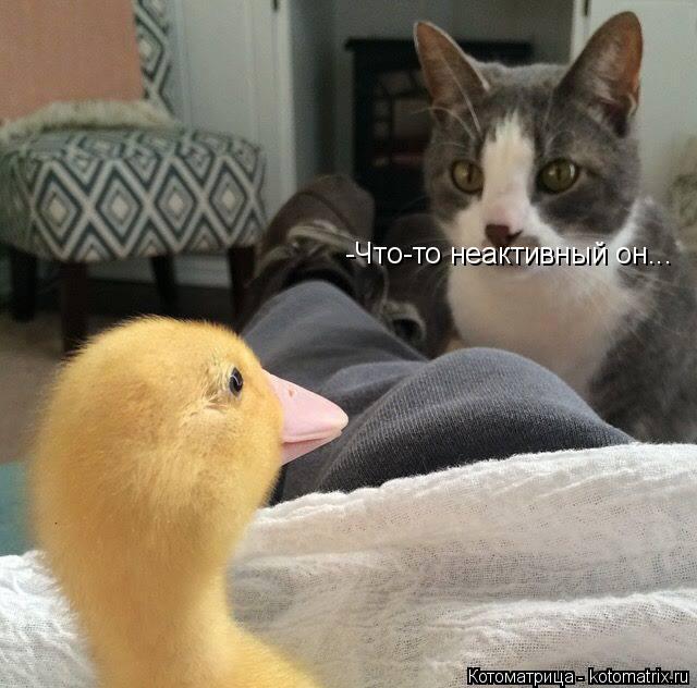 -Что-то неактивный он...... Котоматрица: -Что-то неактивный он...