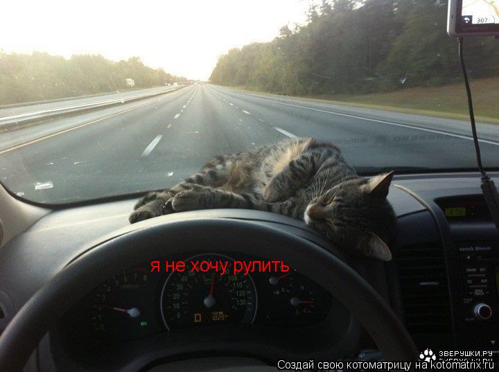я не хочу рулить... Котоматрица: я не хочу рулить