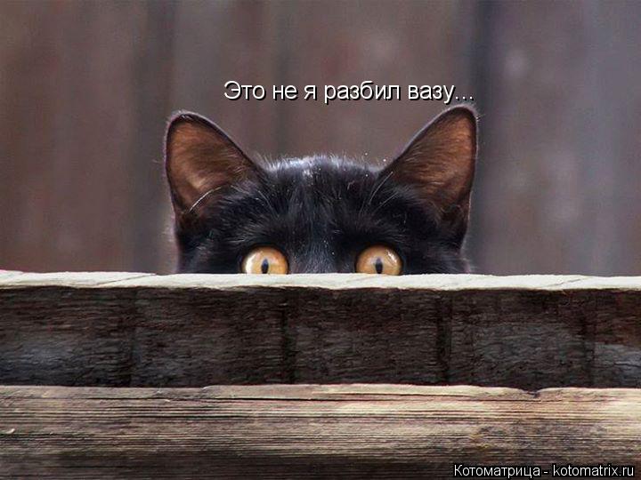 Это не я разбил вазу…... Котоматрица: Это не я разбил вазу…
