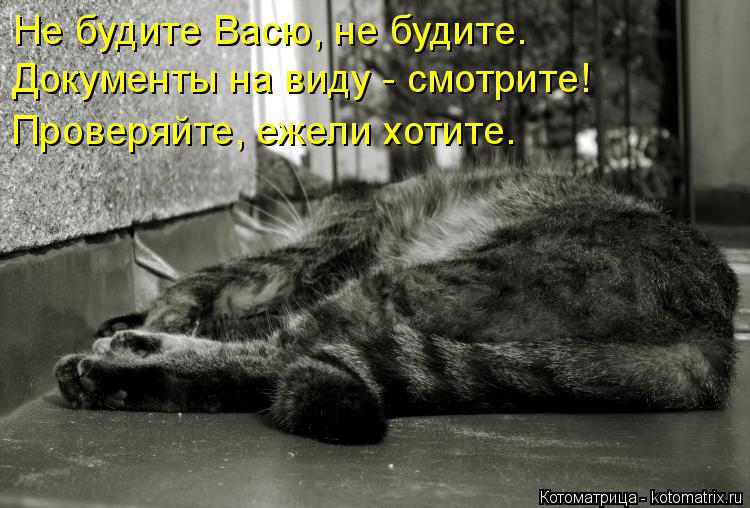 Не будите Васю, не будите. Документы на виду - смотрите! Проверяйте, ежели хотите.... Котоматрица: Не будите Васю, не будите. Документы на виду - смотрите! Проверяйте, ежели хотите.