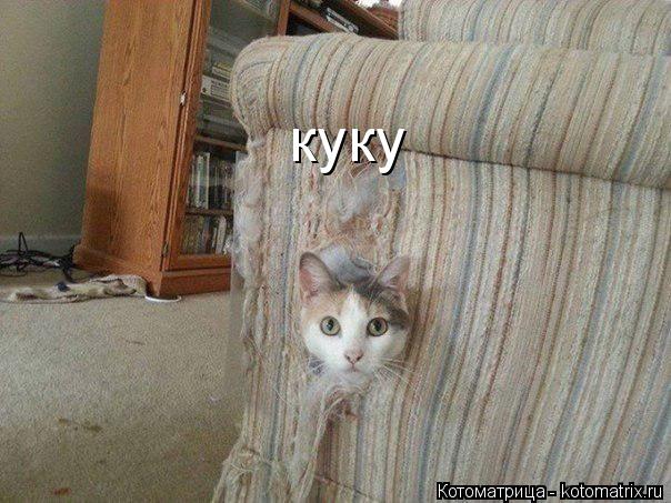 куку... Котоматрица: куку