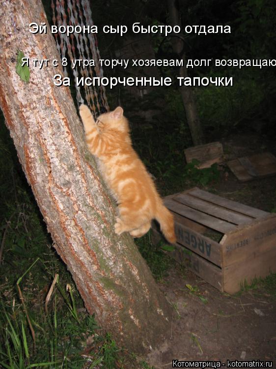 Эй ворона сыр быстро отдала Я тут с 8 утра торчу хозяевам долг возвращаю За испорченные тапочки... Котоматрица: Эй ворона сыр быстро отдала Я тут с 8 утра торчу хозяевам долг возвращаю За испорченные тапочки