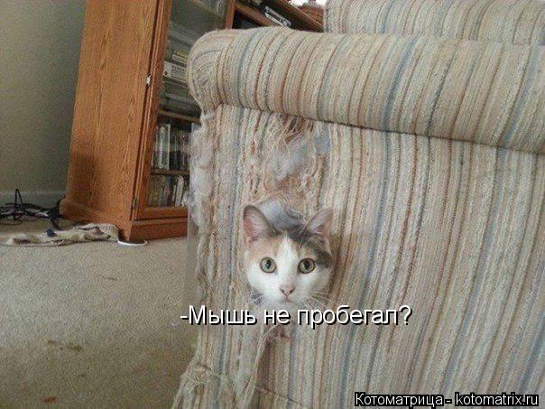-Мышь не пробегал?... Котоматрица: -Мышь не пробегал?