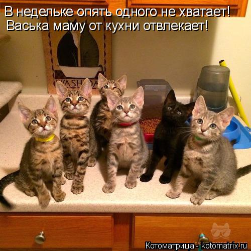 В недельке опять одного не хватает! Васька маму от кухни отвлекает! В недельке опять одного не хватае... Котоматрица: В недельке опять одного не хватает! Васька маму от кухни отвлекает! В недельке опять одного не хватает!