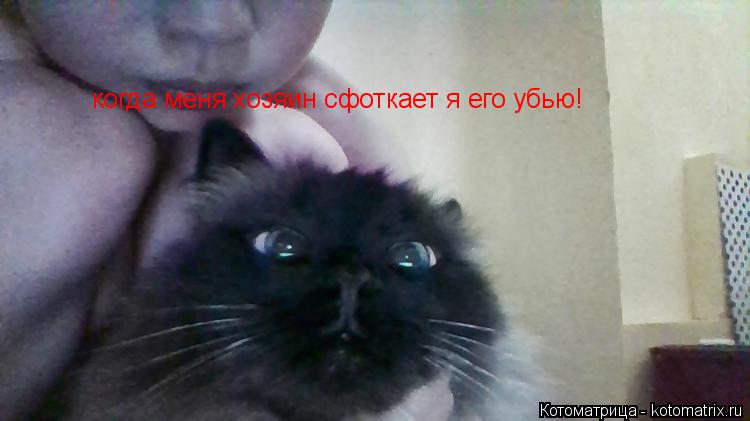 когда меня хозяин сфоткает я его убью!... Котоматрица: когда меня хозяин сфоткает я его убью!