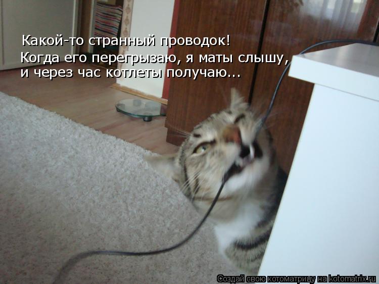 Какой-то странный проводок! Когда его перегрызаю, я маты слышу, и через час котлеты получаю...... Котоматрица: Какой-то странный проводок! Когда его перегрызаю, я маты слышу, и через час котлеты получаю...
