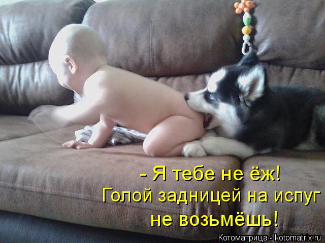 Голой задницей на испуг - Я тебе не ёж! не возьмёшь!... Котоматрица: Голой задницей на испуг - Я тебе не ёж! не возьмёшь!