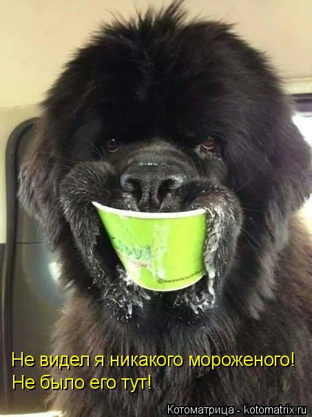 Не видел я никакого мороженого! Не было его тут!... Котоматрица: Не видел я никакого мороженого! Не было его тут!