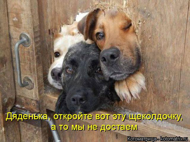 Дяденька, откройте вот эту щеколдочку, а то мы не достаем... Котоматрица: Дяденька, откройте вот эту щеколдочку, а то мы не достаем