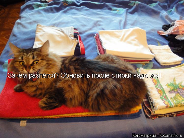 -Зачем разлёгся? Обновить после стирки надо же!!... Котоматрица: -Зачем разлёгся? Обновить после стирки надо же!!