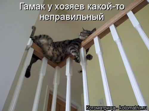 Гамак у хозяев какой-то неправильный... Котоматрица: Гамак у хозяев какой-то неправильный