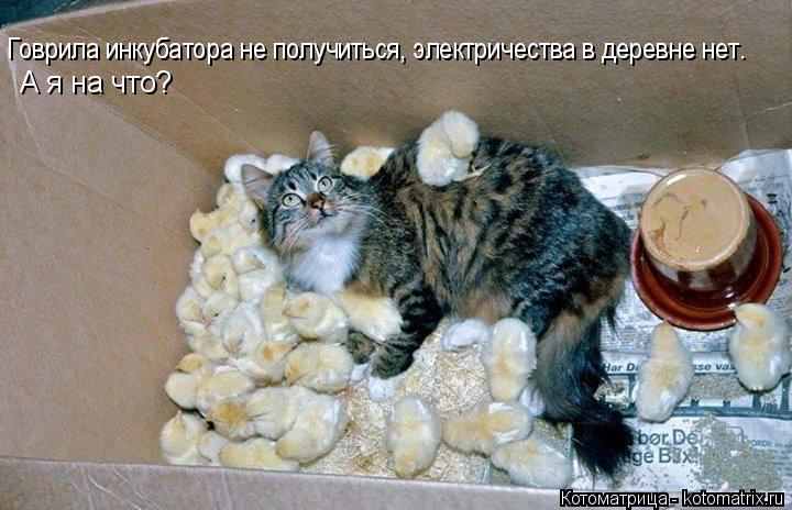 Говрила инкубатора не получиться, электричества в деревне нет. А я на что?... Котоматрица: Говрила инкубатора не получиться, электричества в деревне нет. А я на что?