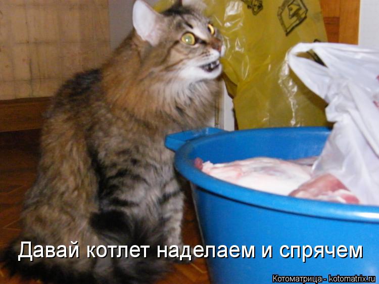 Давай котлет наделаем и спрячем... Котоматрица: Давай котлет наделаем и спрячем
