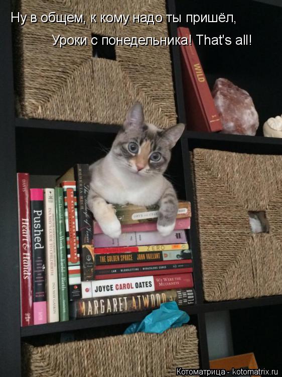 Ну в общем, к кому надо ты пришёл, Уроки с понедельника! That's all!... Котоматрица: Ну в общем, к кому надо ты пришёл, Уроки с понедельника! That's all!