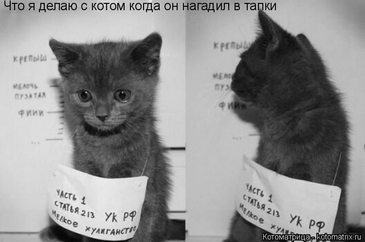 Что я делаю с котом когда он нагадил в тапки... Котоматрица: Что я делаю с котом когда он нагадил в тапки
