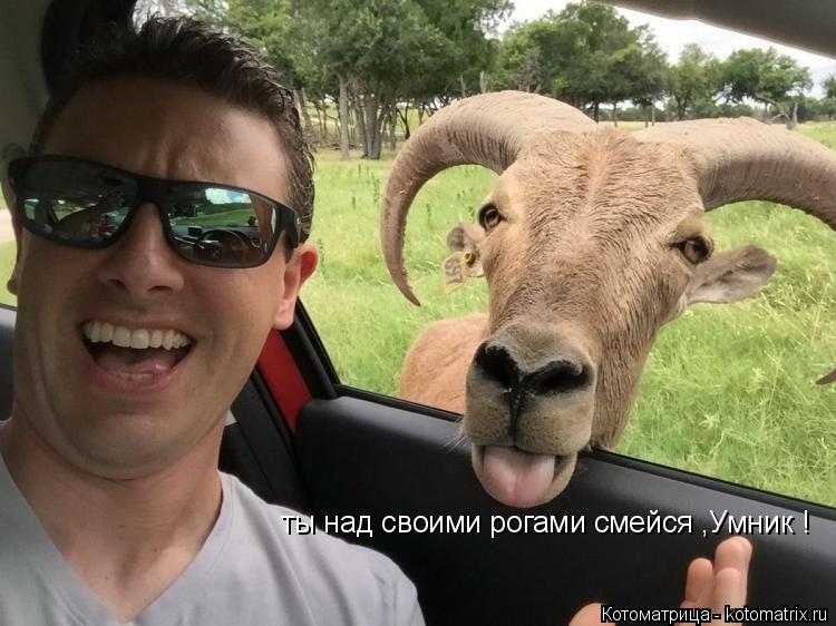 ты над своими рогами смейся ,Умник !... Котоматрица: ты над своими рогами смейся ,Умник !