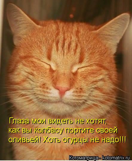 Глаза мои видеть не хотят, как вы колбасу портите своей оливьей! Хоть огурцы не надо!!!... Котоматрица: Глаза мои видеть не хотят, как вы колбасу портите своей оливьей! Хоть огурцы не надо!!!