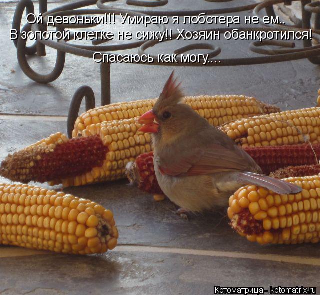 Ой девоньки!!! Умираю я лобстера не ем.. Ой девоньки!!! Умираю я лобстера не ем.. В золотой клетке не... Котоматрица: Ой девоньки!!! Умираю я лобстера не ем.. Ой девоньки!!! Умираю я лобстера не ем.. В золотой клетке не сижу!! Хозяин обанкротился! Спасаюсь как мо
