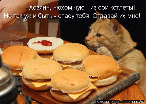 - Хозяин, нюхом чую - из сои котлеты! Но так уж и быть - спасу тебя! Отдавай их мне!... Котоматрица: - Хозяин, нюхом чую - из сои котлеты! Но так уж и быть - спасу тебя! Отдавай их мне!