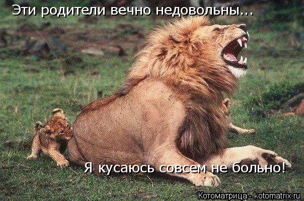 Эти родители вечно недовольны... Я кусаюсь совсем не больно!... Котоматрица: Эти родители вечно недовольны... Я кусаюсь совсем не больно!