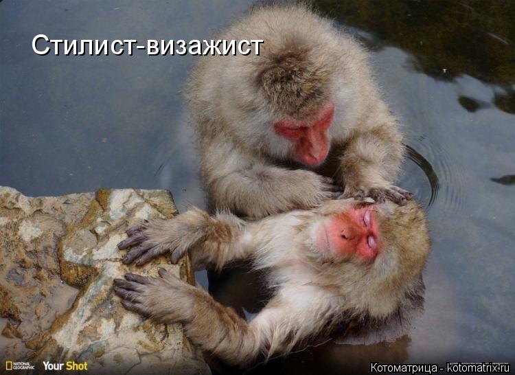 Стилист-визажист... Котоматрица: Стилист-визажист