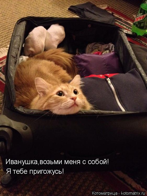 Иванушка,возьми меня с собой! Я тебе пригожусь!... Котоматрица: Иванушка,возьми меня с собой! Я тебе пригожусь!