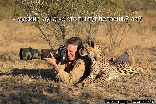 - мужиик, ау! а чё это ты тут делаешь? аа?... Котоматрица: - мужиик, ау! а чё это ты тут делаешь? аа?