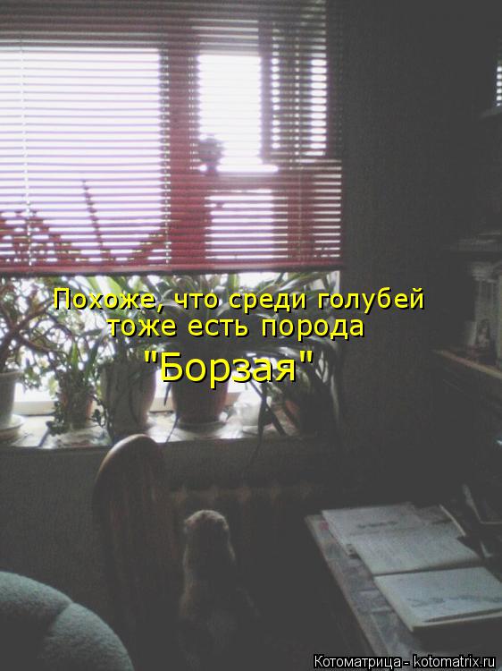 Похоже, что среди голубей тоже есть порода "Борзая"... Котоматрица: Похоже, что среди голубей тоже есть порода "Борзая"