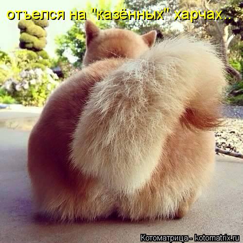 отъелся на "казённых" харчах..... Котоматрица: отъелся на "казённых" харчах..