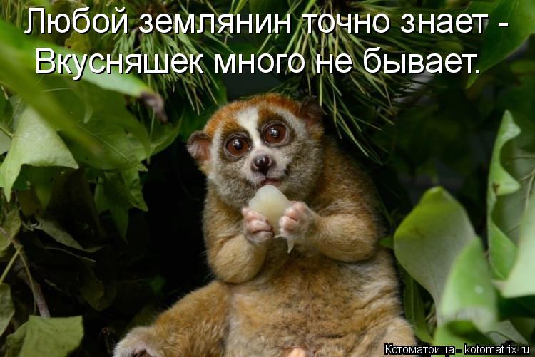 Любой землянин точно знает - Вкусняшек много не бывает.... Котоматрица: Любой землянин точно знает - Вкусняшек много не бывает.