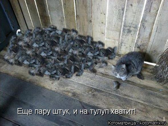 Еще пару штук, и на тулуп хватит!... Котоматрица: Еще пару штук, и на тулуп хватит!