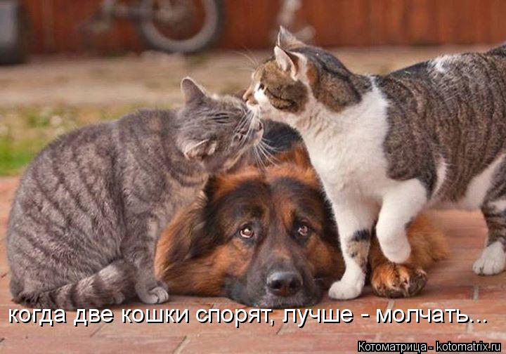 когда две кошки спорят, лучше - молчать...... Котоматрица: когда две кошки спорят, лучше - молчать...