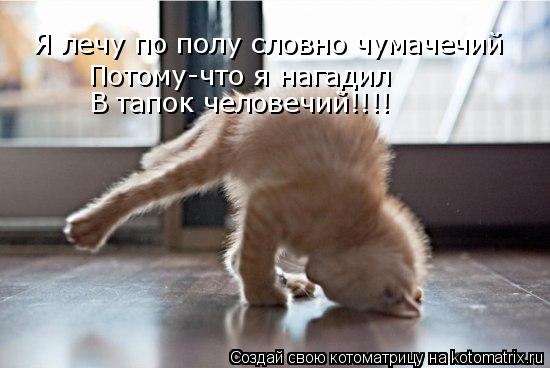 Я лечу по полу словно чумачечий Потому-что я нагадил В тапок человечий!!!! В тапок человечий!!!!... Котоматрица: Я лечу по полу словно чумачечий Потому-что я нагадил В тапок человечий!!!! В тапок человечий!!!!