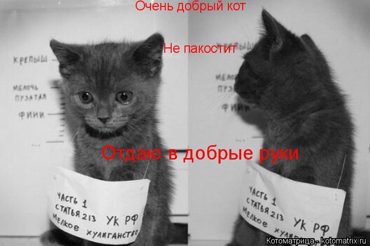 Очень добрый кот Не пакостит Отдаю в добрые руки... Котоматрица: Очень добрый кот Не пакостит Отдаю в добрые руки