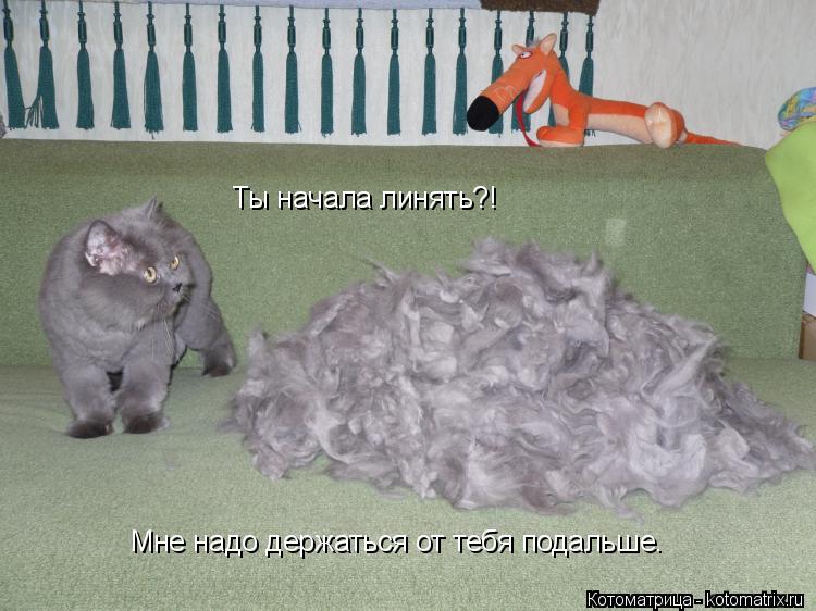 Ты начала линять?! Мне надо держаться от тебя подальше.... Котоматрица: Ты начала линять?! Мне надо держаться от тебя подальше.