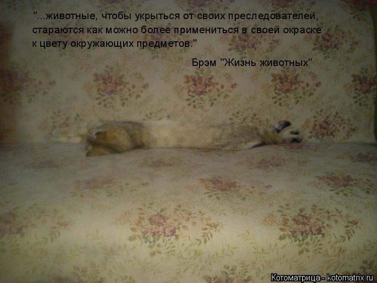 "...животные, чтобы укрыться от своих преследователей, стараются как можно более примениться в своей ... Котоматрица: "...животные, чтобы укрыться от своих преследователей, стараются как можно более примениться в своей окраске к цвету окружающих предметов."