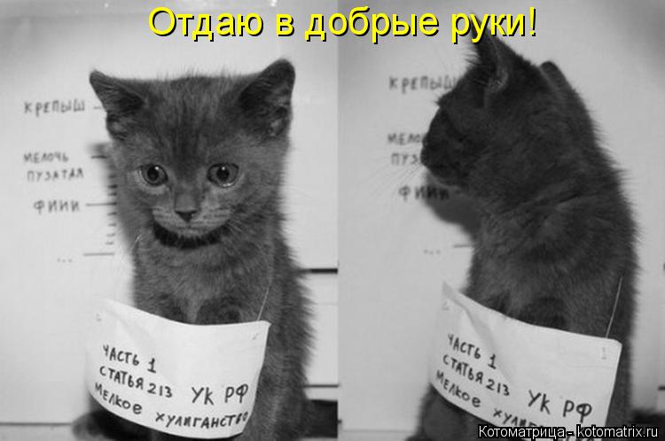 Отдаю в добрые руки!... Котоматрица: Отдаю в добрые руки!