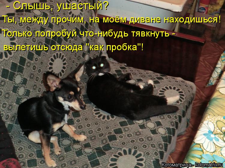 - Слышь, ушастый? Ты, между прочим, на моём диване находишься! Только попробуй что-нибудь тявкнуть -... Котоматрица: - Слышь, ушастый? Ты, между прочим, на моём диване находишься! Только попробуй что-нибудь тявкнуть - вылетишь отсюда "как пробка"!