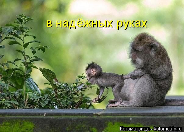 в надёжных руках... Котоматрица: в надёжных руках